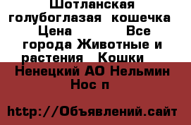 Шотланская голубоглазая  кошечка › Цена ­ 5 000 - Все города Животные и растения » Кошки   . Ненецкий АО,Нельмин Нос п.